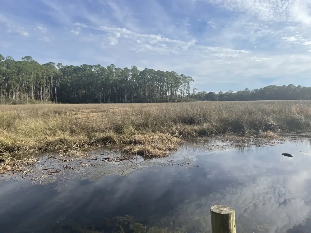 19 Best Engagement Photo Spots in Mobile, Alabama (With Parking, Timing & Real Session Examples) 17 Herndon Park marsh mobile, al. Quiet wetland landscape with reflective water, tall golden grasses, pine forest, blue sky, and a wooden post creating a peaceful mood.