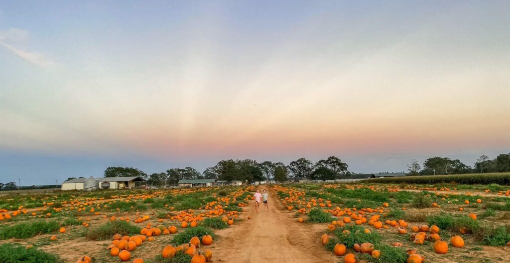 Jacob & Angelina's Holland Farms Wedding 2 Rows of pumpkins in a field at sunset at Holland Farms in Milton, Florida