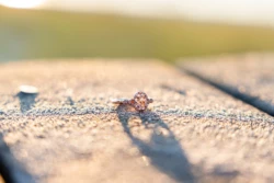 Beautiful & Heartfelt Proposal on Navarre Beach Pier 40 Caleb Heartfelt Proposal to Jordan on Navarre Beach Pier by KDH Weddings