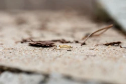 Dylan & Kyra's Enchanting Mobile, AL Engagement Photography Session 43 Dylan & Kyra's Charming Engagement Shoot in Mobile, AL