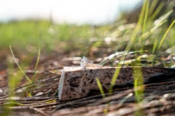 Ethan’s Thrilling Surprise Proposal to Kim in Pensacola Beach, FL 10 Ethan & Kim Proposal Shoot in Pensacola KDH Weddings